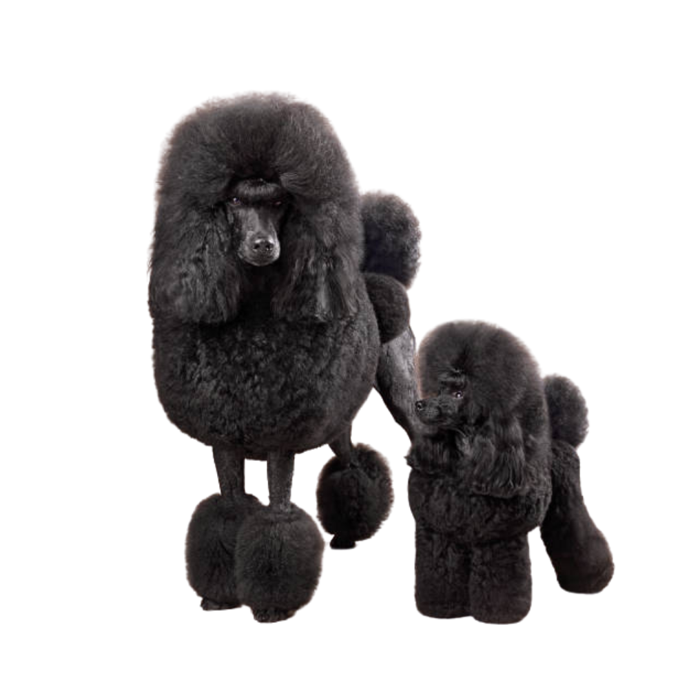 Champion poodle puppies