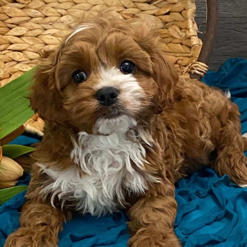 Cavoodle Puppies For Sale WA