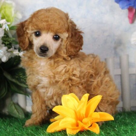 Champion bloodline Poodle puppies Australia