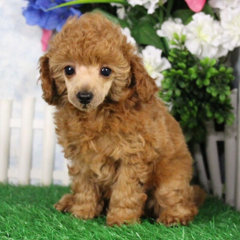 Champion Poodle Puppies Sydney