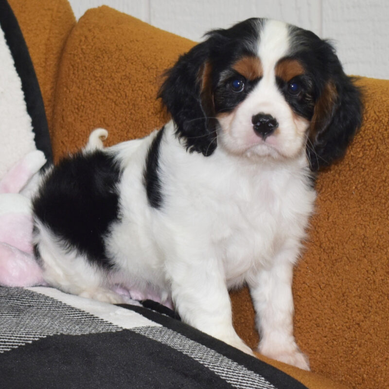 Cavalier King Charles Spaniel puppies Gold Coast