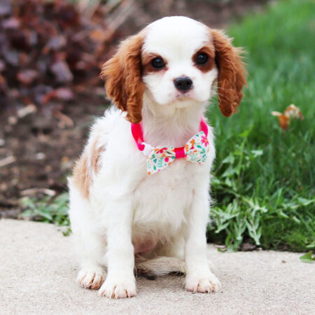 Cavalier King Charles Spaniel puppies for sale NSW
