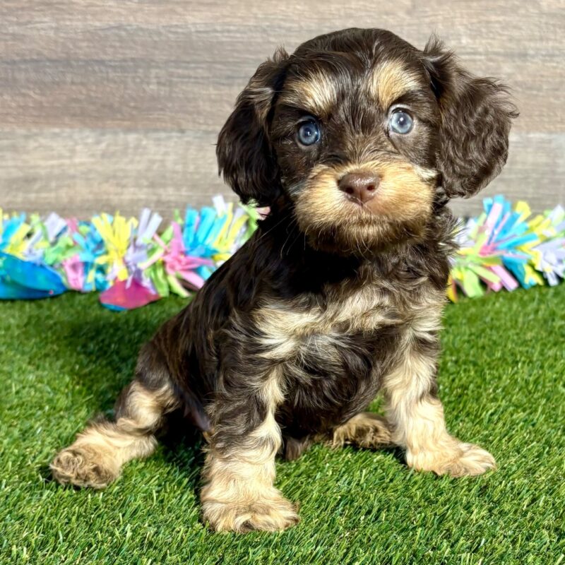 Cavoodle Puppies For Sale NT