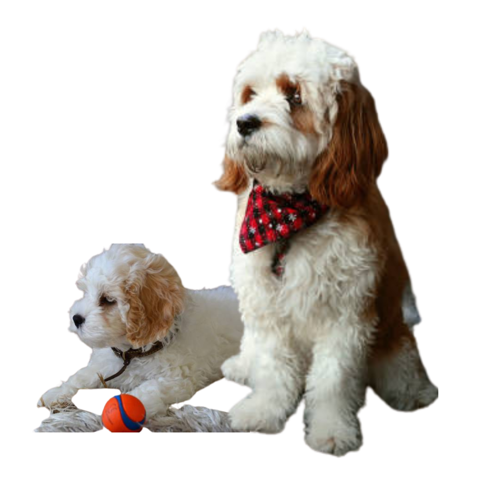 Buy Cavoodle Puppies in Australia