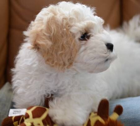 Cavoodle Puppies