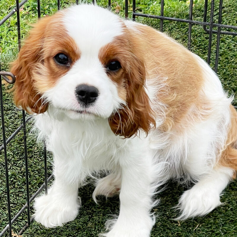 Cavalier King Charles Spaniel puppies for sale VIC