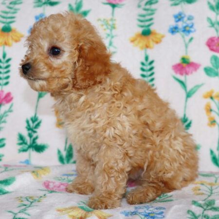 Poodle Puppies For Sale Australia