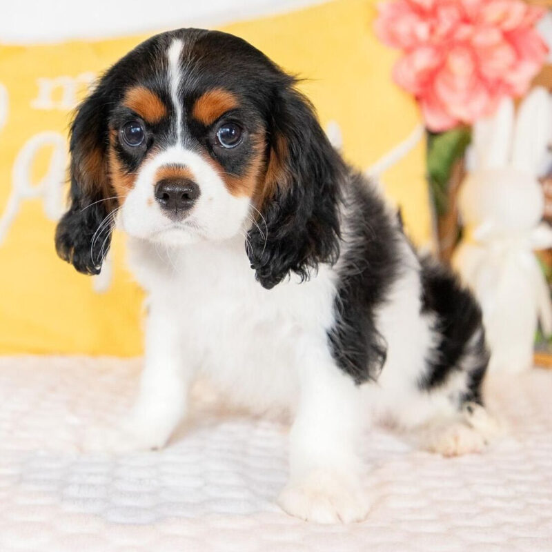 Buy Cavalier King Charles Spaniel puppies Australia