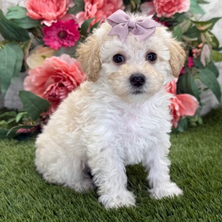 Poodle Puppies Brisbane