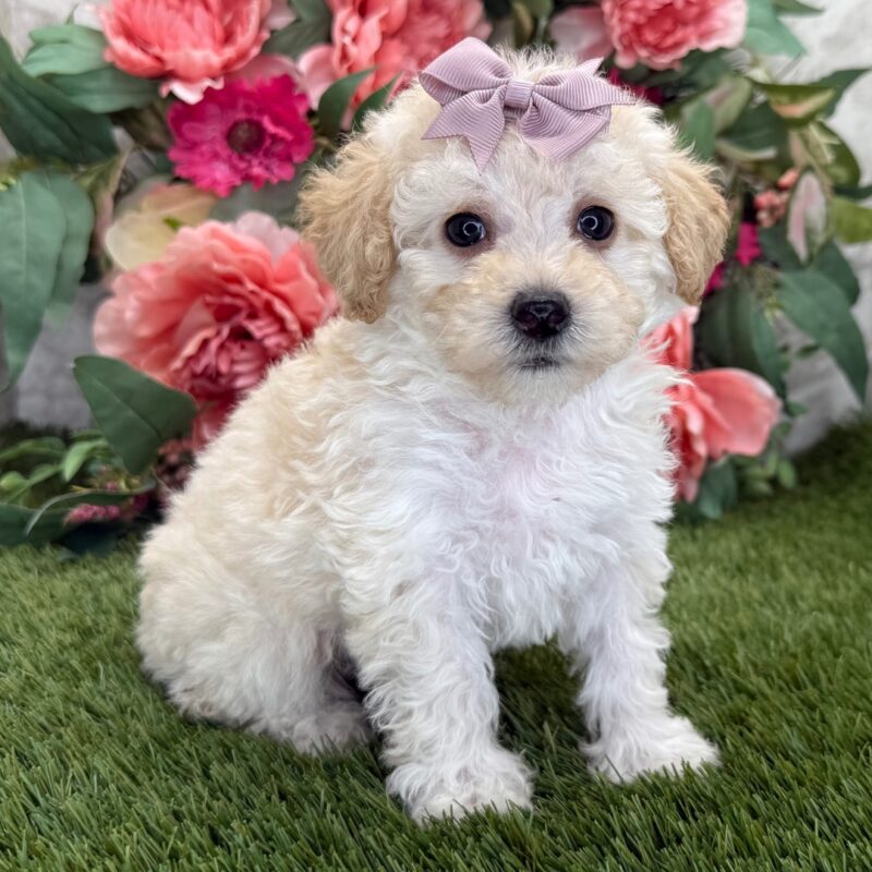 Poodle Puppies Brisbane