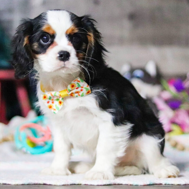 Cavalier King Charles Spaniel puppies Adelaide