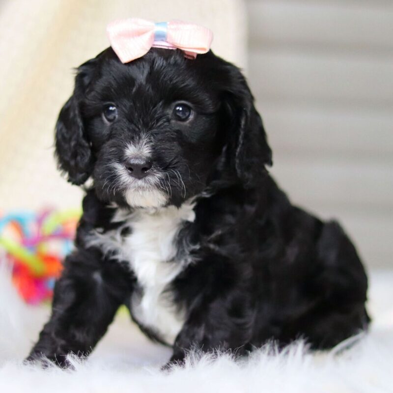 Cavoodle Puppies Melbourne
