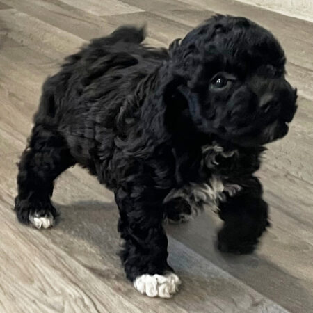Poodle Puppies Adelaide