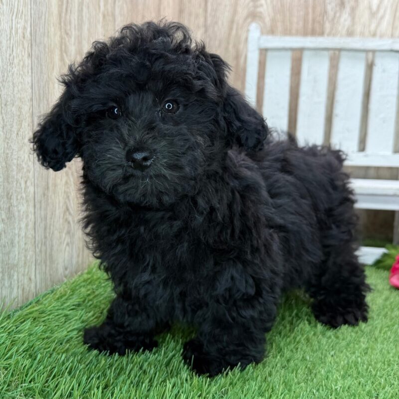 Poodle puppies for sale QLD