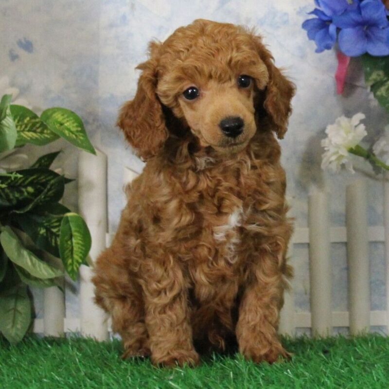 Champion Poodle Puppies Melbourne