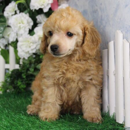 Champion Toy Poodle puppies for sale