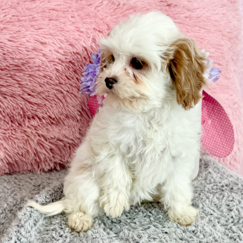 Cavoodle Puppies Brisbane