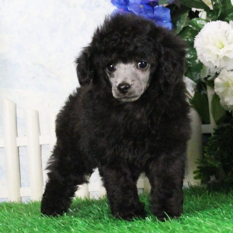 Purebred champion Poodle puppies for sale