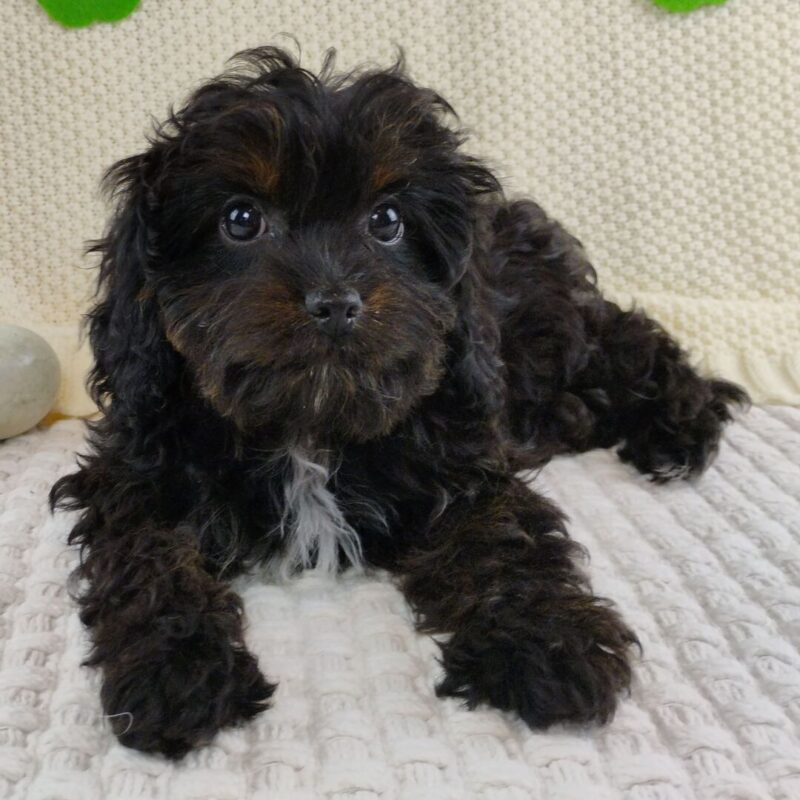 Cavoodle Puppies For Sale TAS