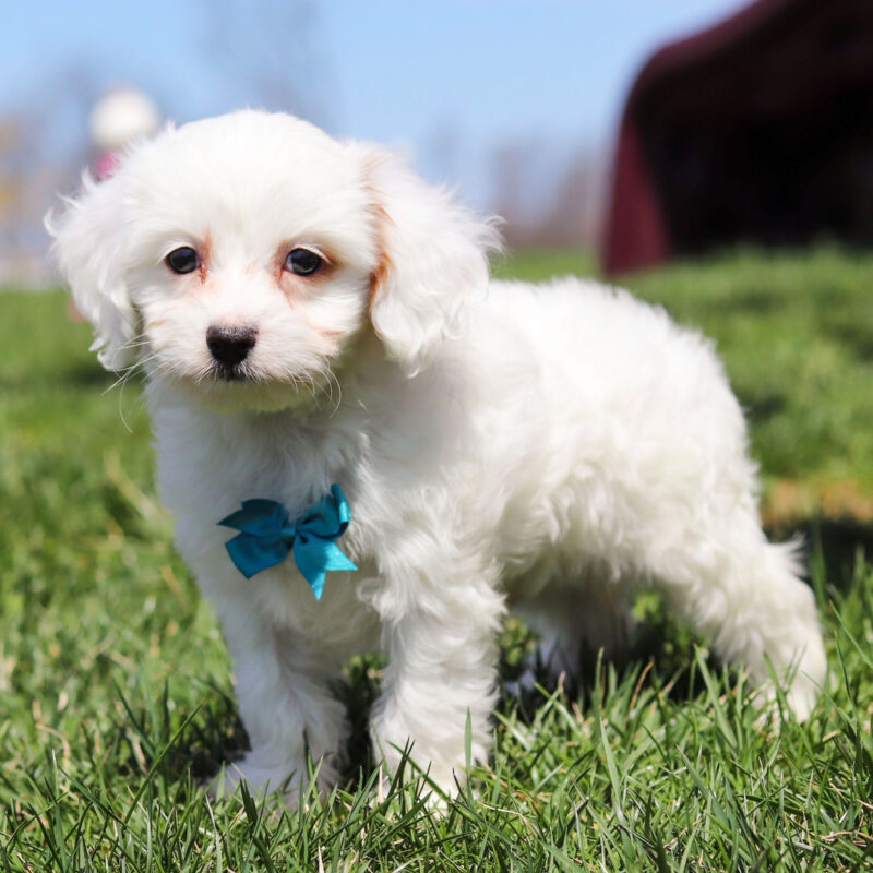 Cavoodle Puppies Sydney
