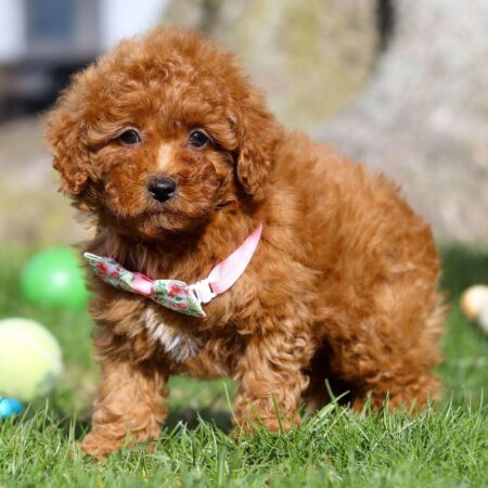 Buy Poodle Puppies Australia