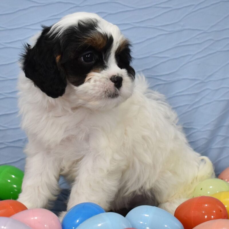 Cavoodle Puppies Gold Coast