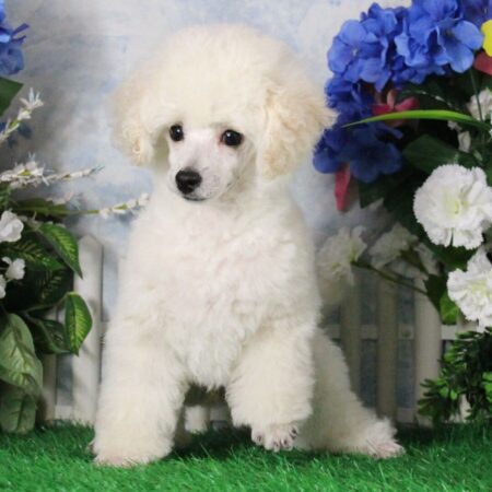 Champion Poodle puppies for sale Australia