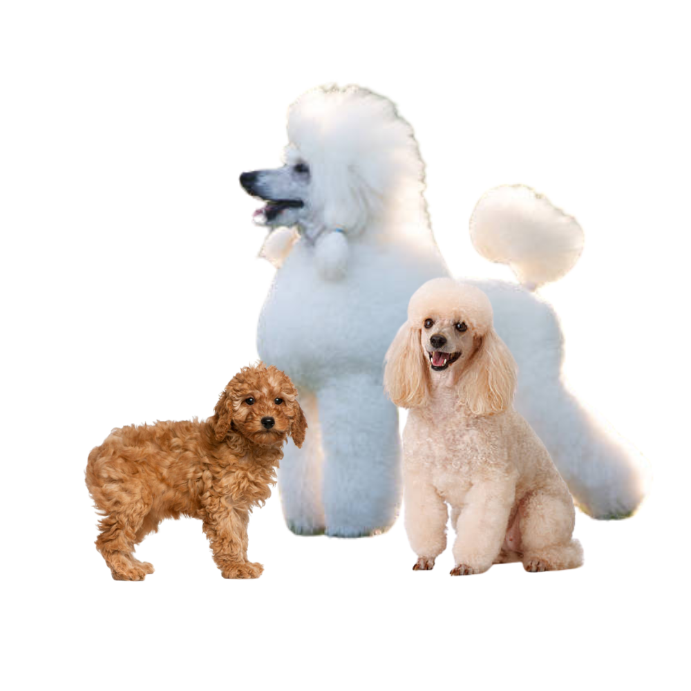 Poodle puppies for sale
