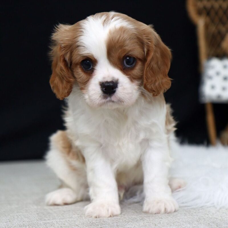 Cavalier King Charles Spaniel puppies Perth