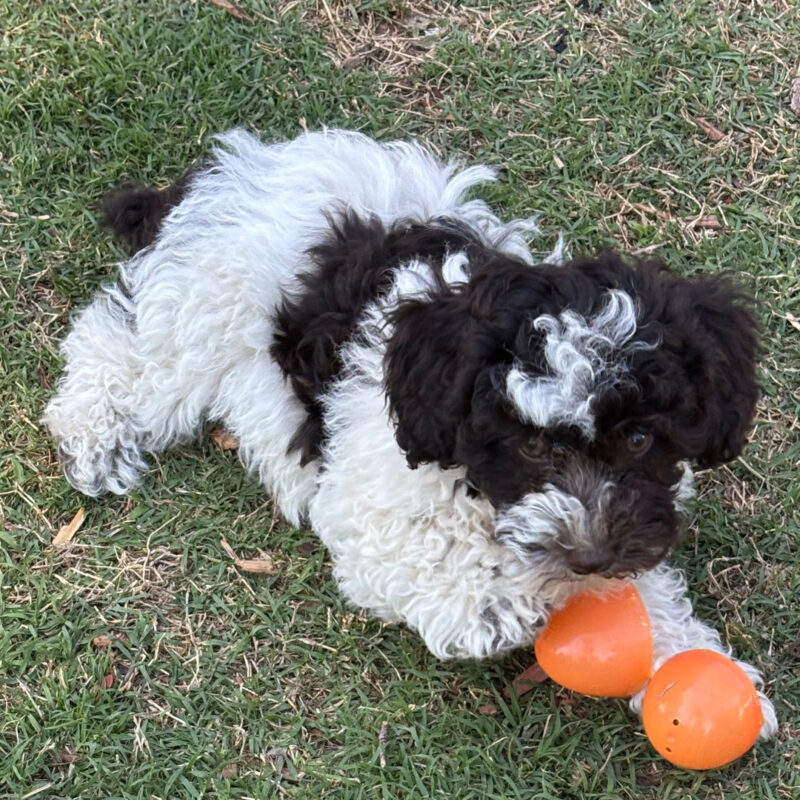 Poodle Puppies Sydney