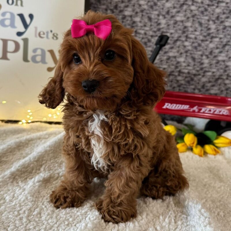 Cavoodle Puppies for sale NSW