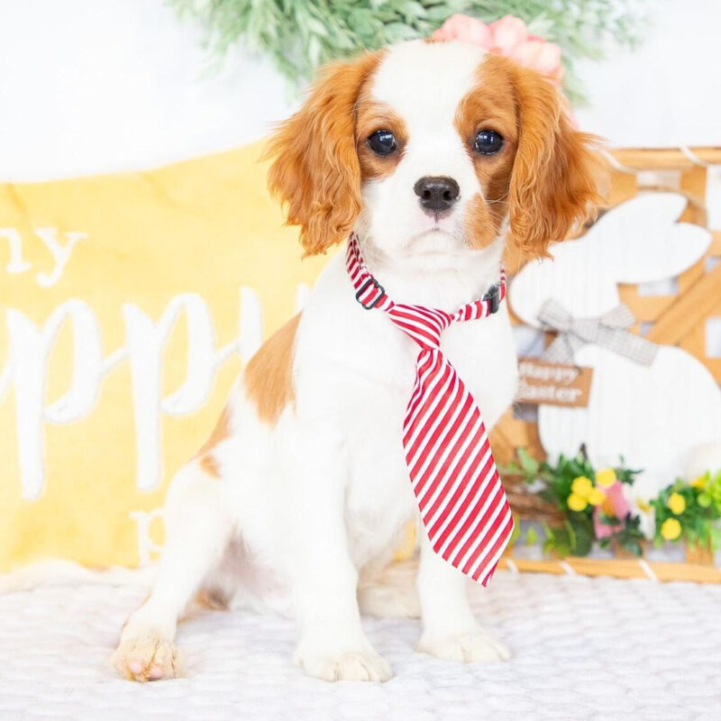 Cavalier King Charles Spaniel breeders Australia