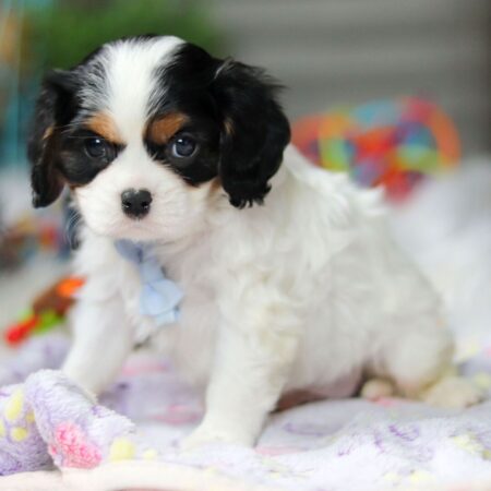 Cavalier King Charles Spaniel puppies Melbourne