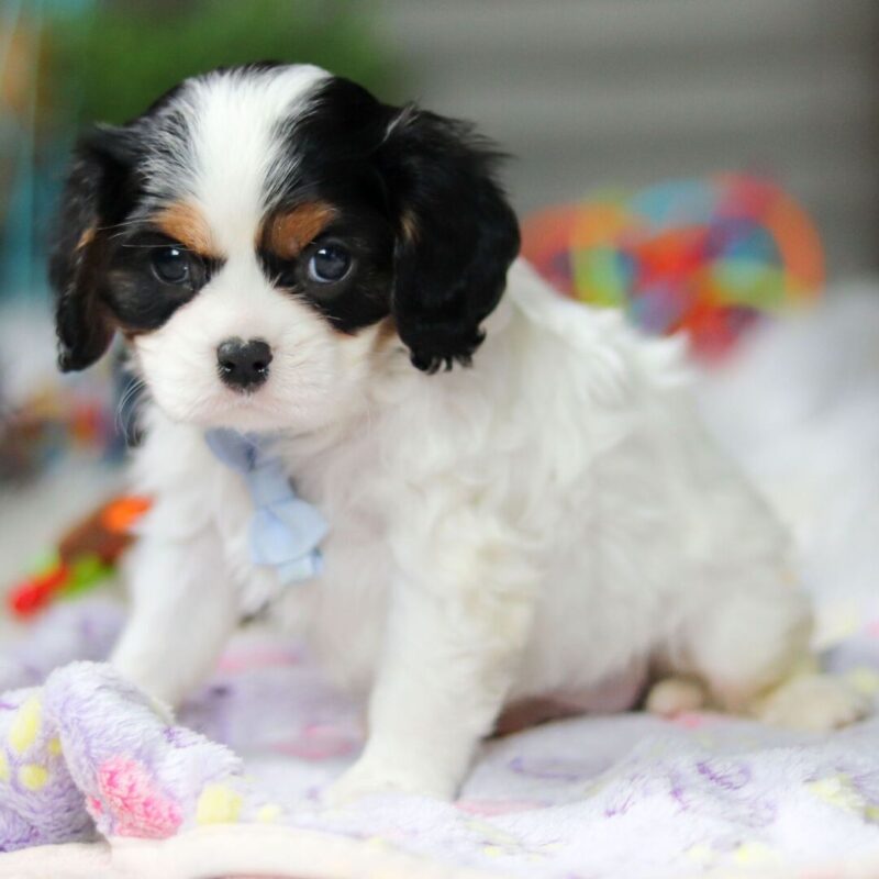 Cavalier King Charles Spaniel puppies Melbourne