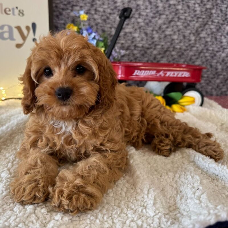 Cavoodle Puppies For Sale ACT