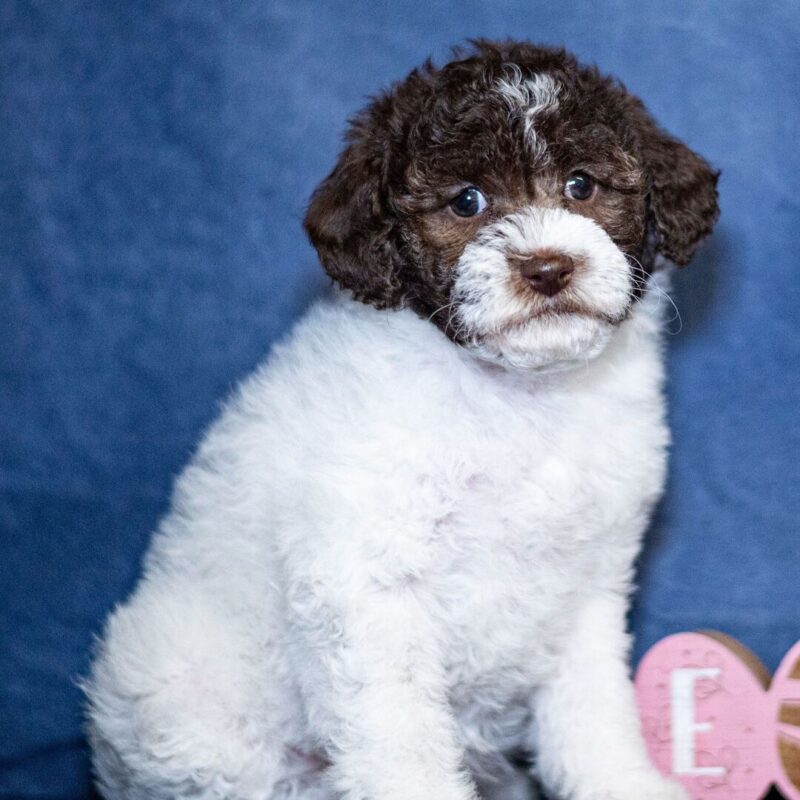 Poodle Puppies for sale VIC