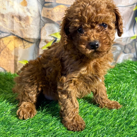 Poodle Puppies Perth