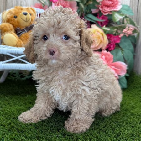 Cavoodle Puppies for sale VIC
