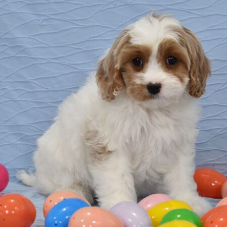 Toy Cavoodle puppies for sale