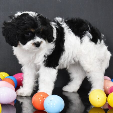 Buy Cavoodle puppies Australia