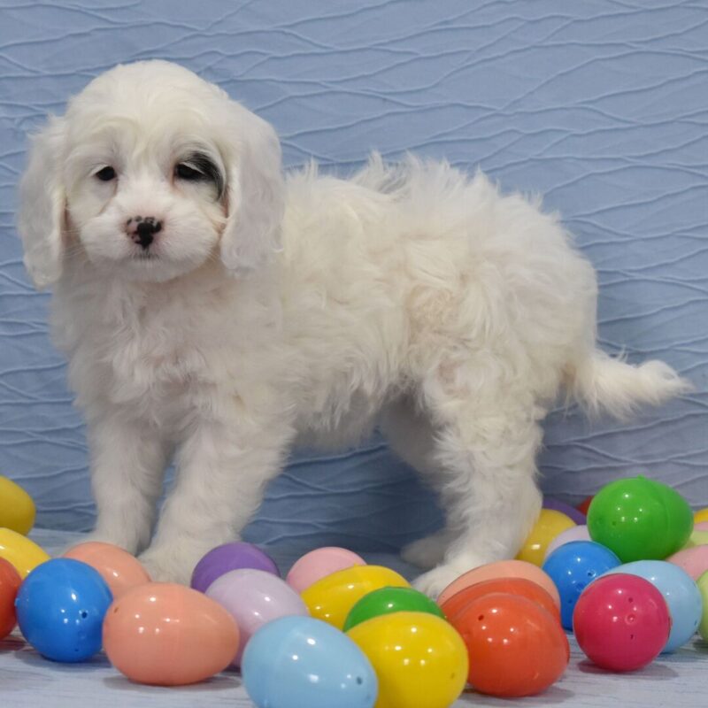 Cavoodle Puppies Adelaide