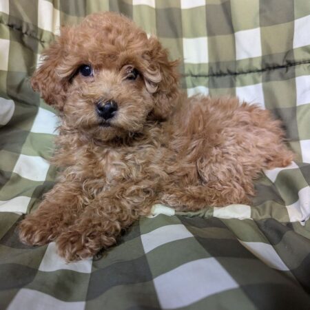 Poodle Breeders Australia