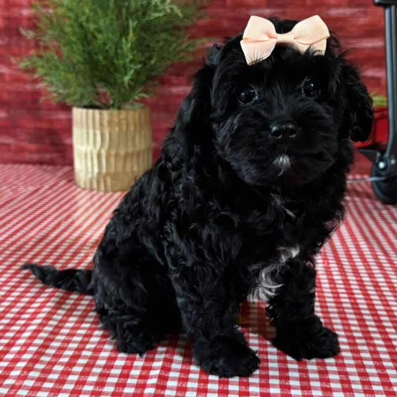 Cavoodle puppies for sale Australia