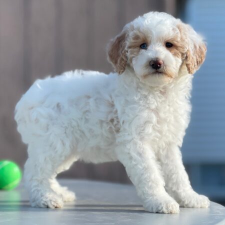 Poodle Puppies for sale NSW