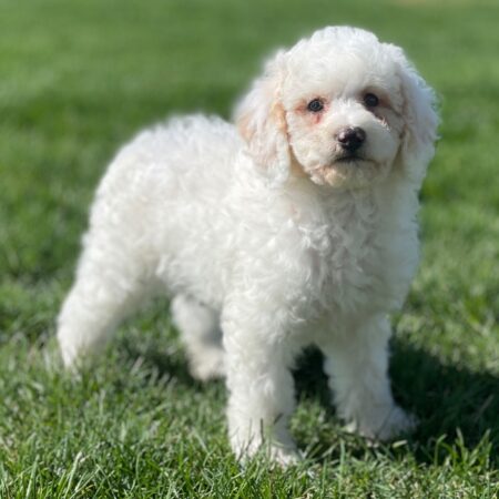 Poodle Puppies Gold Coast