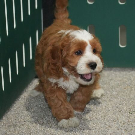 Cavoodle Puppies For Sale QLD