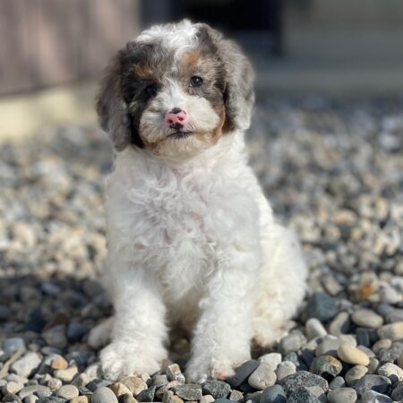 Poodle Puppies Melbourne