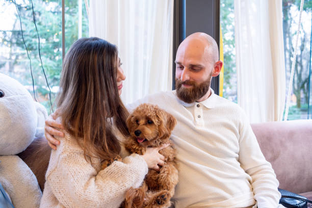 Cavoodle testimonials