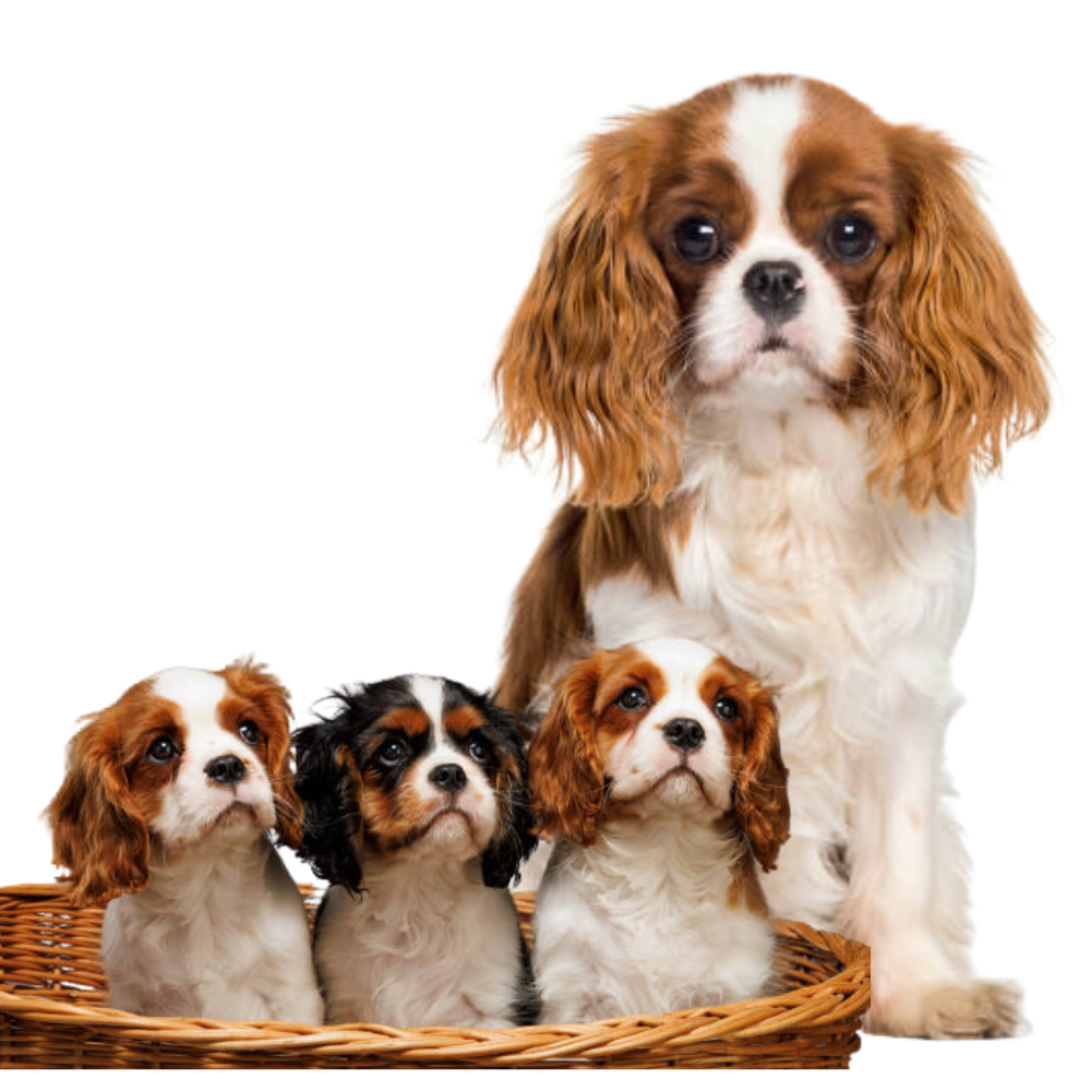 King Charles Cavalier Spaniel Puppies King Charles Cavalier Spaniel Puppies