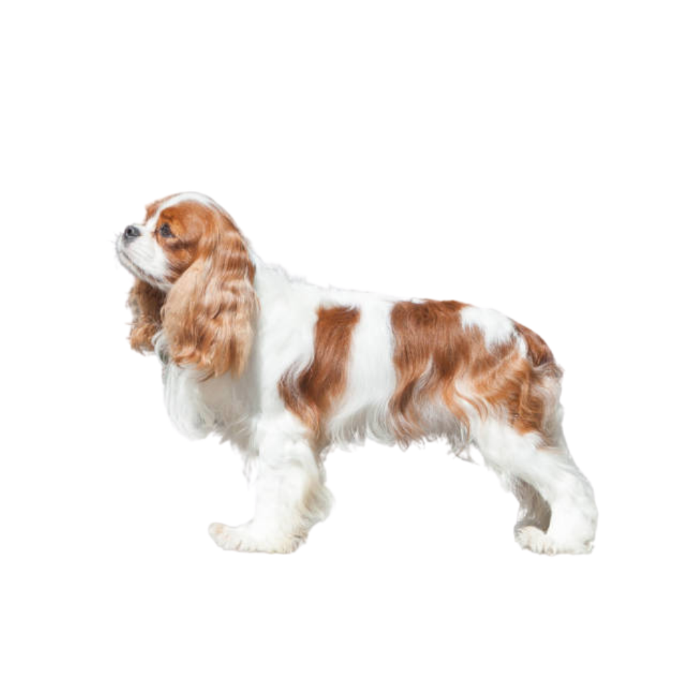 King Charles Cavalier puppies